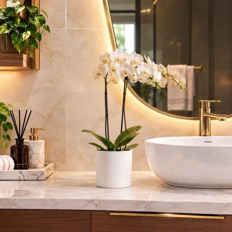White Orchids 50-70cm | Dubai's Decorative Plant! - Greensouq -