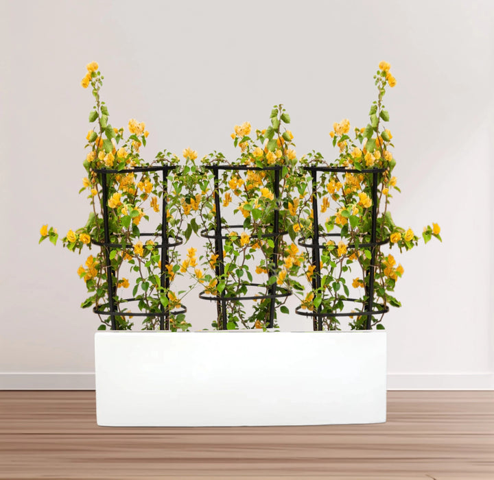 3 Bougainvillea Spectabilis  80 - 100cm in Grp Planter (100-30-30cm)