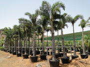 Wodyetia Bifurcata "Foxtail Palm" ثعلب النخيل - Greensouq - 