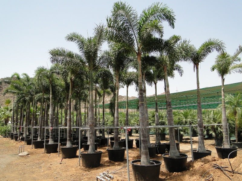 Wodyetia Bifurcata "Foxtail Palm" ثعلب النخيل - Greensouq - 