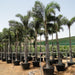 Wodyetia Bifurcata "Foxtail Palm" ثعلب النخيل - Greensouq - 