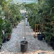 Wood Apple 1.5 - 2.0m - Greensouq - 