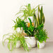 Workspace Plant Bundle - Greensouq - 