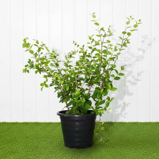 Wrightia Milky Way - Greensouq - 
