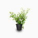 Wrightia Milky Way - Greensouq - 
