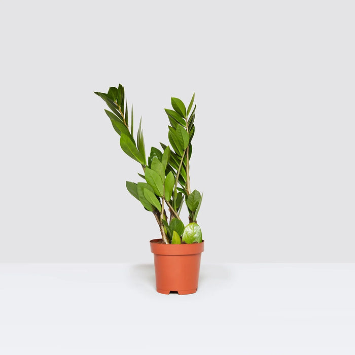 Zamioculcas Zamiifolia, Zanzibar Gem or ZZ Plant