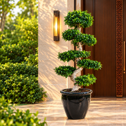 XL Ficus S Bonsai 1.8-2.0m - Large Indoor Tree - Greensouq -