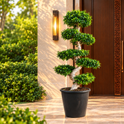 XL Ficus S Bonsai 1.8-2.0m - Large Indoor Tree - Greensouq -