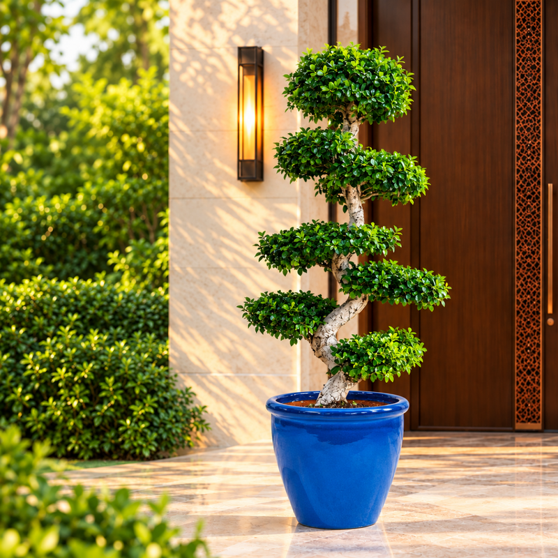 XL Ficus S Bonsai 1.8-2.0m - Large Indoor Tree - Greensouq -