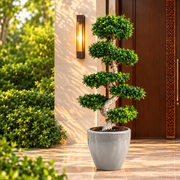 XL Ficus S Bonsai 1.8-2.0m - Large Indoor Tree - Greensouq -
