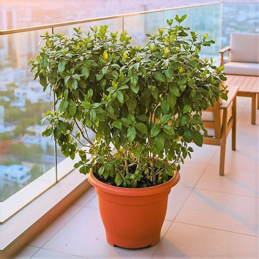 XL Gardenia Jasminoides "Cape Jasmine" ياسمين (Outdoor) in Terracotta Pot 80 - 100cm - Greensouq - 