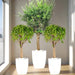 XL Olive Tree &amp; Twin Braided Bonsais - Greensouq - 