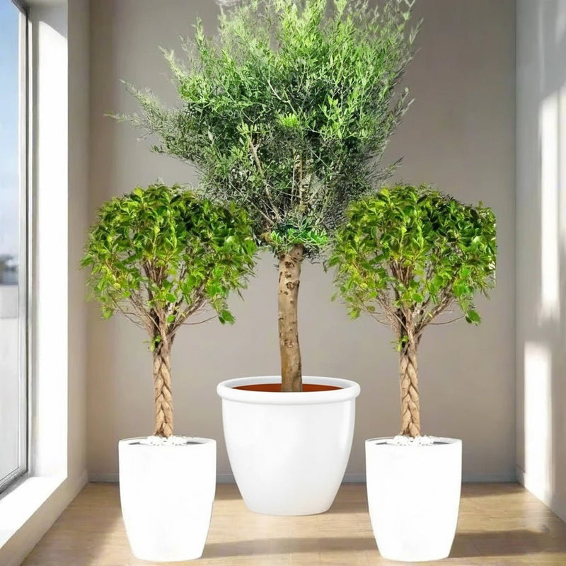 XL Olive Tree with Twin Braided Bonsais Bundle (Big Olive, Ficus Diversifolia Twisted Trunk)) - Greensouq -