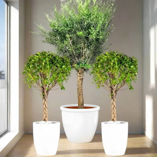 XL Olive Tree with Twin Braided Bonsais Bundle (Big Olive, Ficus Diversifolia Twisted Trunk)) - Greensouq -
