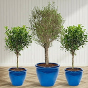 XL Olive Tree with Twin Braided Bonsais Bundle (Big Olive in Rolled Rim Pot 58x43(Ficus Diversifolia Twisted Trunk in ceramic pot) - Greensouq - 