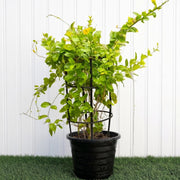 Yellow Bell Climber - Mandevilla Splendens | UAE's Unique Tropical Climber! - Greensouq - 
