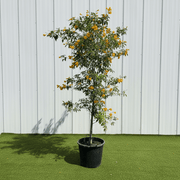 Yellow Bells Plant or Tecoma stans (2.0-2.5m) XXL | Dubai Garden Glory! - Greensouq -