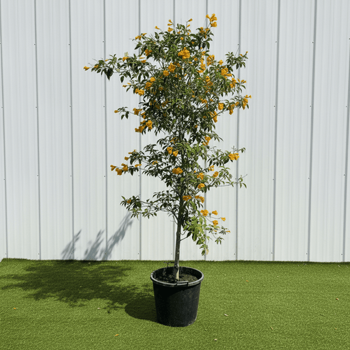 Yellow Bells Plant or Tecoma stans (2.0-2.5m) XXL | Dubai Garden Glory! - Greensouq -