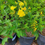 🌟 Yellow Bells Plant (Tecoma stans) | Dubai Garden Glory! - Greensouq - 