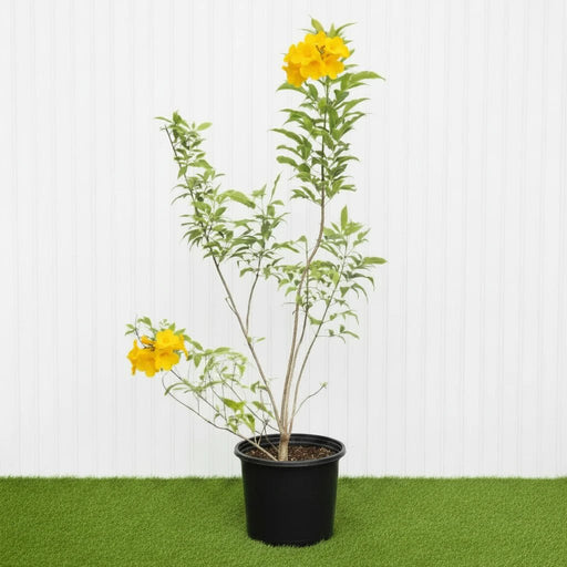 🌟 Yellow Bells Plant (Tecoma stans) | Dubai Garden Glory! - Greensouq - 