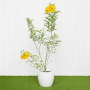 🌟 Yellow Bells Plant (Tecoma stans) | Dubai Garden Glory! - Greensouq - 