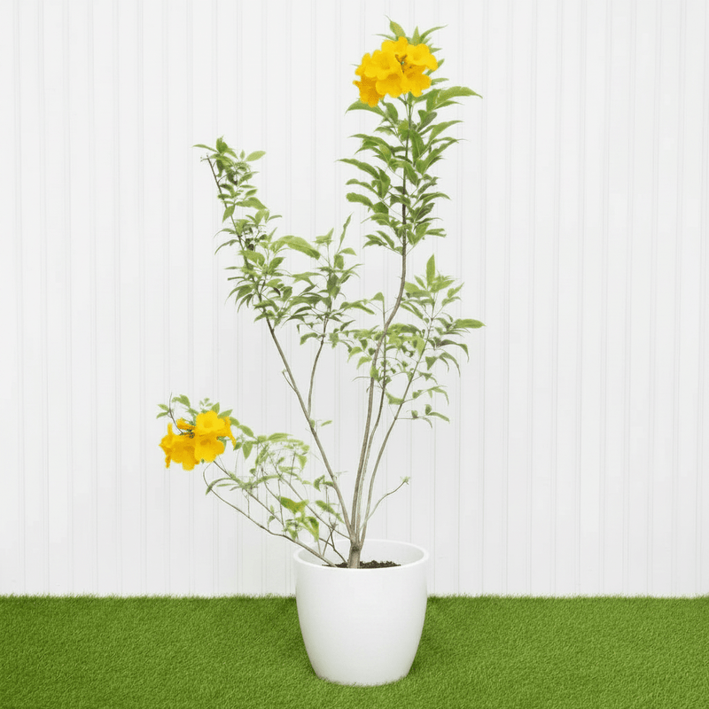 🌟 Yellow Bells Plant (Tecoma stans) | Dubai Garden Glory! - Greensouq - 