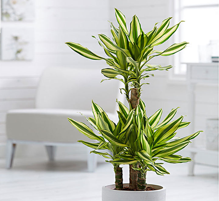 Dracaena fragrans “Yellow Coast”
