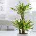 Dracaena fragrans “Yellow Coast”