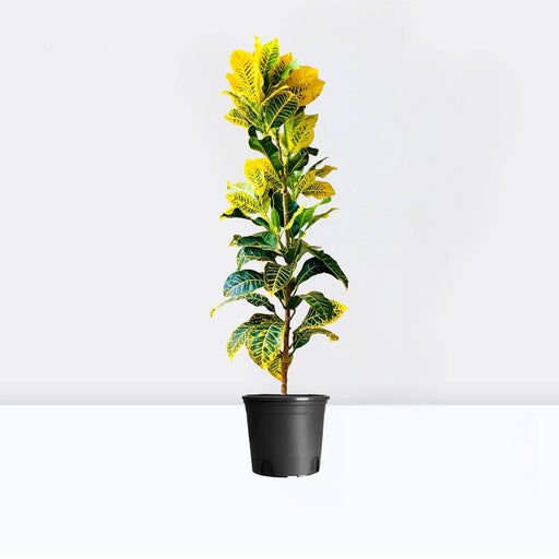 Yellow Iceton Croton 0.8 - 1m - Greensouq - 