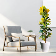 Yellow Iceton Croton 0.8 - 1m - Greensouq - 