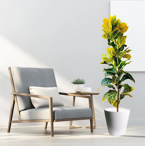 Yellow Iceton Croton 0.8 - 1m - Greensouq - 