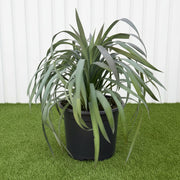 Yucca Desmetiana - Blue Boy (20 - 30cm) | UAE's Top Plants! - Greensouq - 