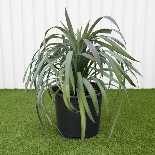 Yucca Desmetiana - Blue Boy (20 - 30cm) | UAE's Top Plants! - Greensouq - 