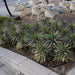 Yucca Desmetiana Or Blue Boy 40 - 60cm - Greensouq - 