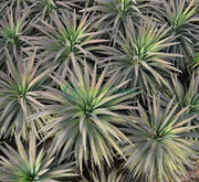 Yucca Desmetiana Or Blue Boy 40 - 60cm - Greensouq - 