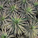 Yucca Desmetiana Or Blue Boy 40 - 60cm - Greensouq - 