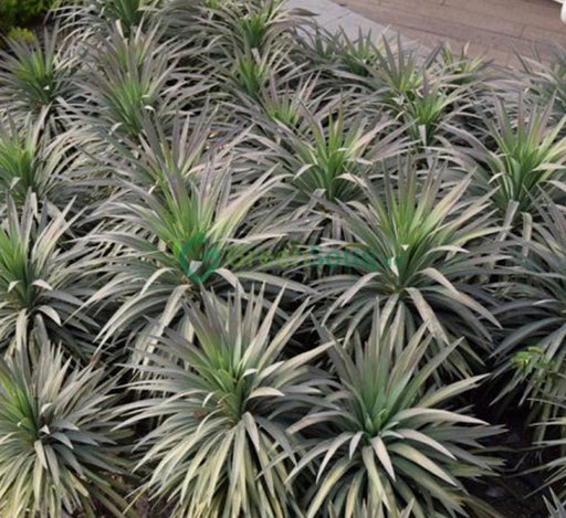 Yucca Desmetiana Or Blue Boy 40 - 60cm - Greensouq - 