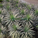 Yucca Desmetiana Or Blue Boy 40 - 60cm - Greensouq - 