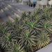 Yucca Desmetiana Or Blue Boy 40 - 60cm - Greensouq - 
