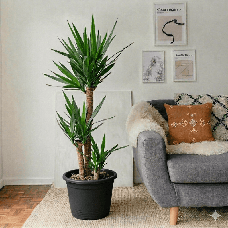 Yucca Elephantipes (80 - 100 cm) | Dubai Interior Decor! - Greensouq - 