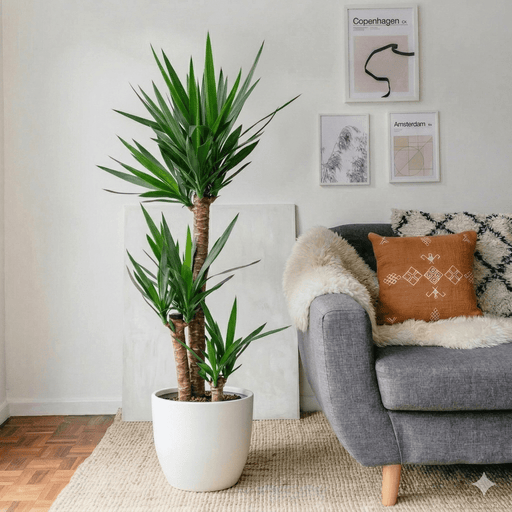 Yucca Elephantipes (80 - 100 cm) | Dubai Interior Decor! - Greensouq - 