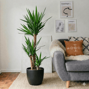 Yucca Elephantipes (80 - 100 cm) | Dubai Interior Decor! - Greensouq - 
