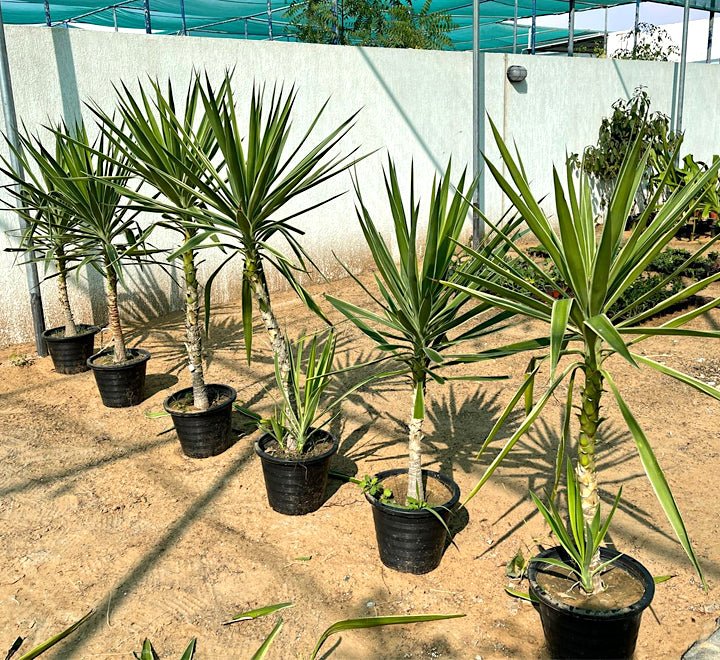 Yucca elephantipes variegata or Variegated Spineless Yucca - Greensouq - 