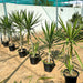 Yucca elephantipes variegata or Variegated Spineless Yucca - Greensouq - 