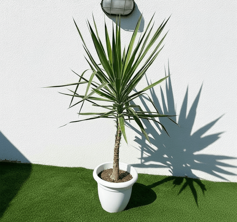 Yucca elephantipes variegata or Variegated Spineless Yucca 70 - 90cm - Greensouq - 