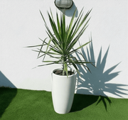 Yucca elephantipes variegata or Variegated Spineless Yucca 70 - 90cm - Greensouq - 