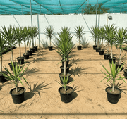 Yucca elephantipes variegata or Variegated Spineless Yucca - Greensouq - 