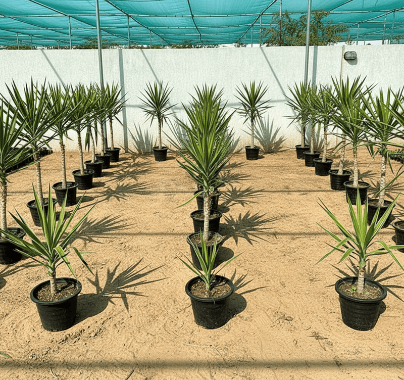 Yucca elephantipes variegata or Variegated Spineless Yucca - Greensouq - 