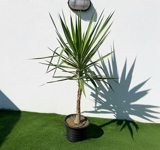 Yucca elephantipes variegata or Variegated Spineless Yucca - Greensouq - 