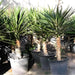 Yucca Filifera "Yucca Aloifolia" - Greensouq - 